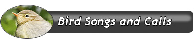 BirdSongsCalls
